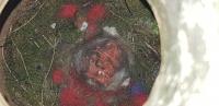 Albums/20200531-Great_Tits/4