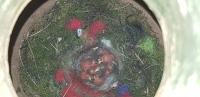 Albums/20200531-Great_Tits/6